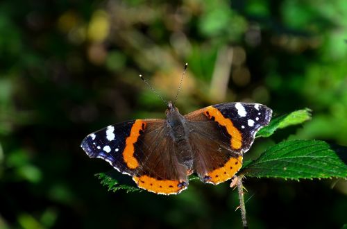 butterfly summer spring