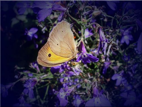 butterfly meadow nature