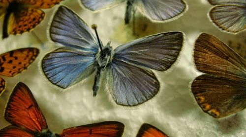 butterfly blue pinned