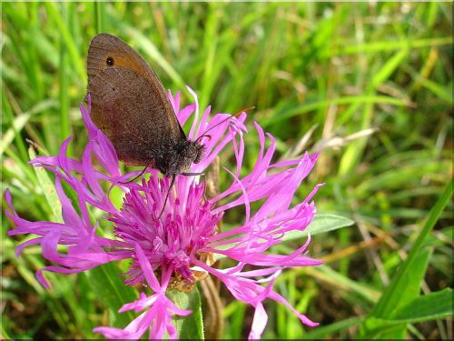 butterfly meadow nature