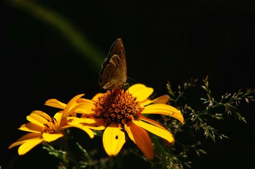 butterfly insect animal