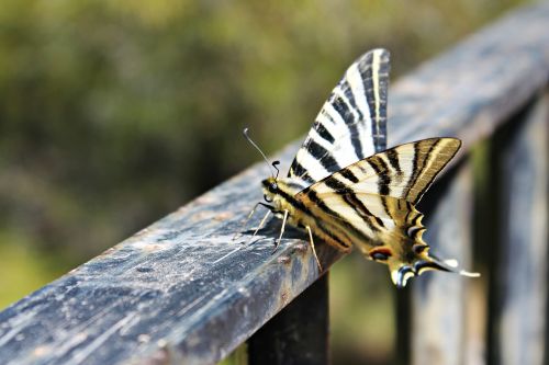 butterfly posing butterfly wings