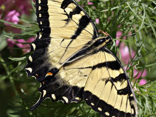 butterfly insect yellow