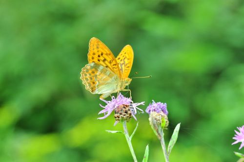 butterfly fritillary thistle flower