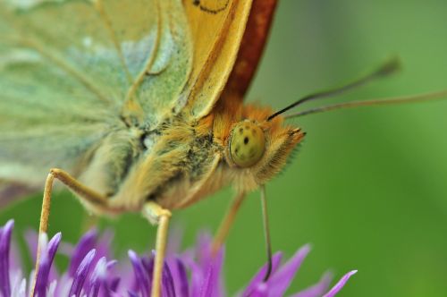 butterfly fritillary macro