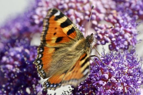 butterfly nature flower