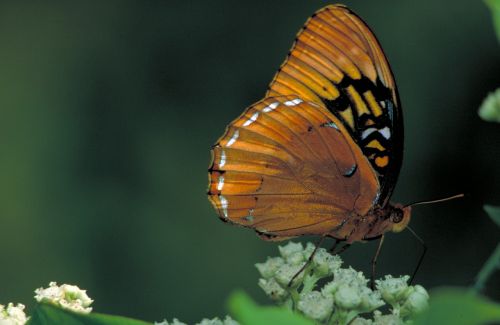 butterfly male diana fritillary