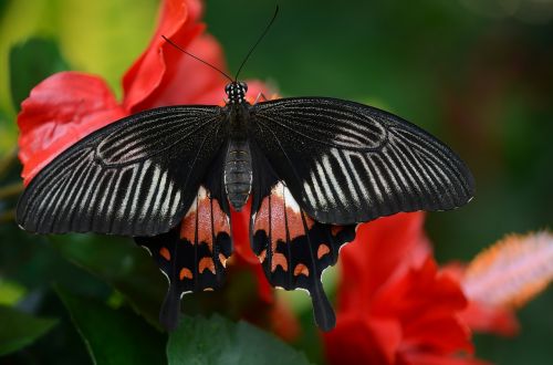 butterfly black red