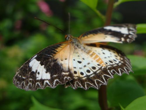 butterfly nature insect