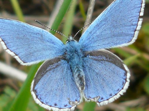 butterfly butterflies common blue