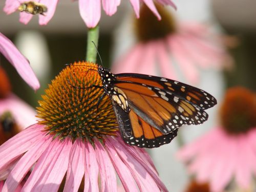 butterfly monarch coneflower