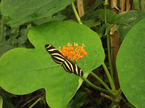 butterfly green plant