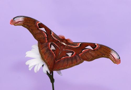 butterfly atlas moth moth