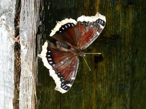 butterfly insect moth