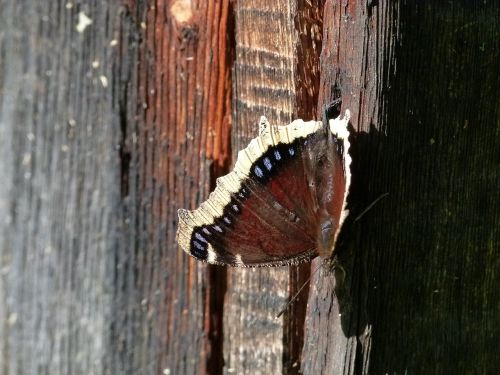 butterfly insect moth