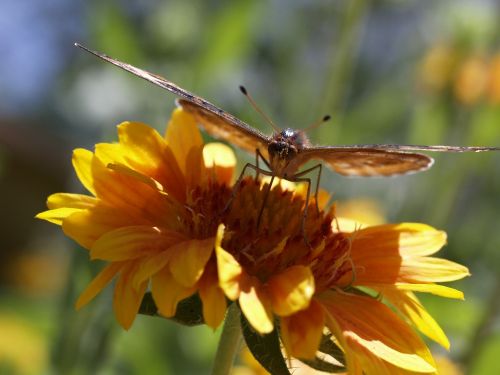 butterfly yellow flower