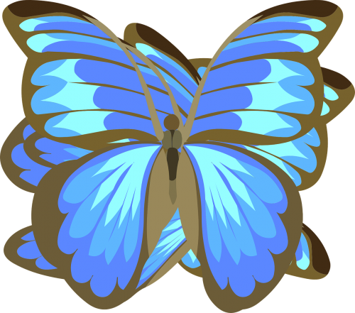 butterfly blue black