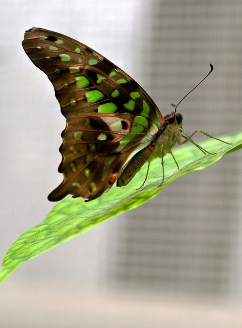 butterfly macro butterflies