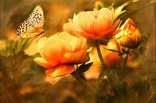 butterfly nature flowers