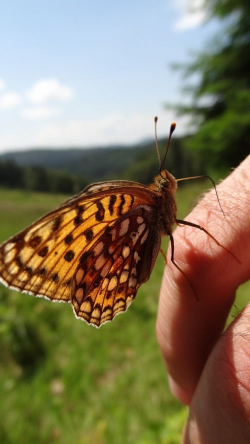 butterfly nature wings