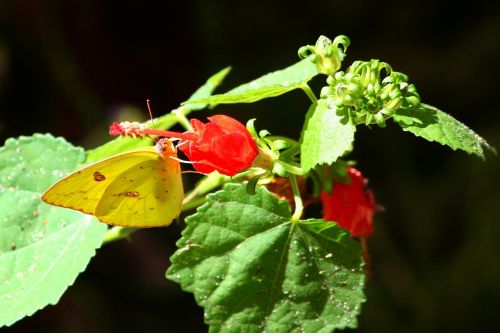 butterfly little yellow eurema lisa