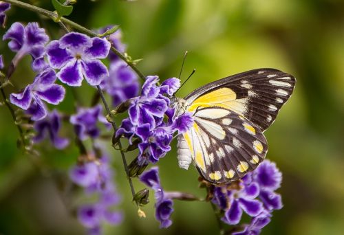 butterfly insect black