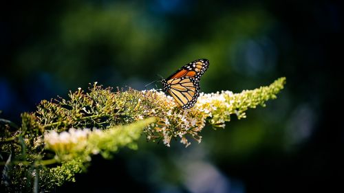 butterfly insect nature