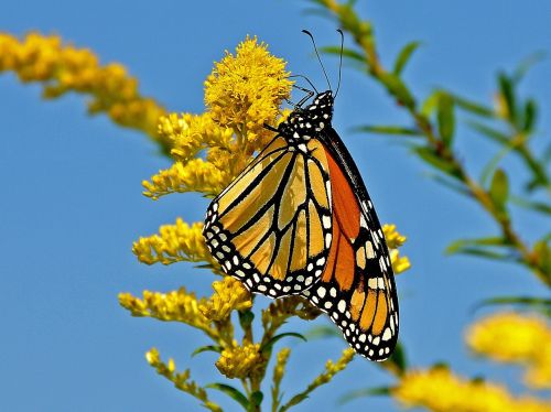 butterfly flower spring