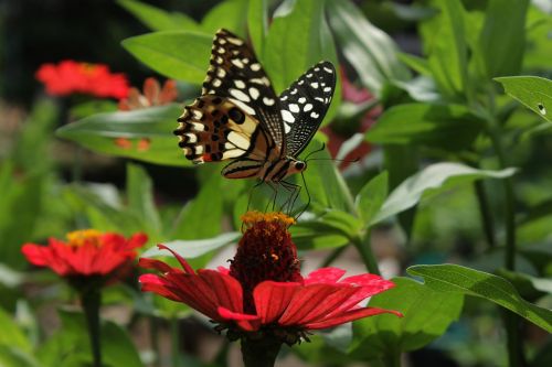 butterfly garden nature