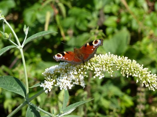 butterfly summer lilac buddleja davidii