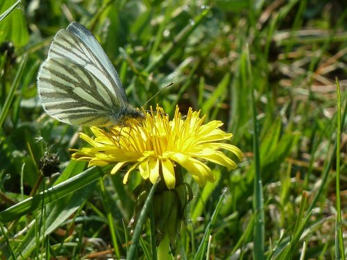 butterfly dandelion collect nectar
