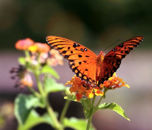 butterfly orange insect