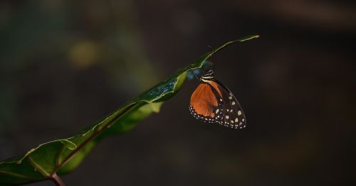 butterfly animal nature