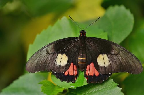 butterfly animal nature