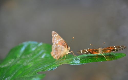 butterfly insect leaf