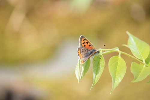 butterfly lycaena phlaeas fukushima