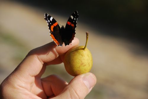 butterfly fruit hand