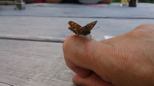 butterfly tame animal