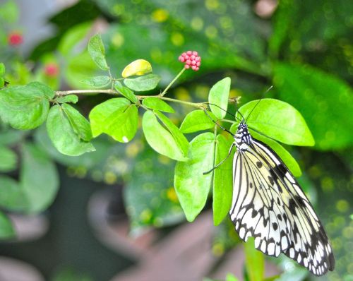 butterfly garden nature