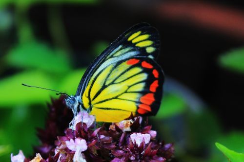 butterfly insect flower