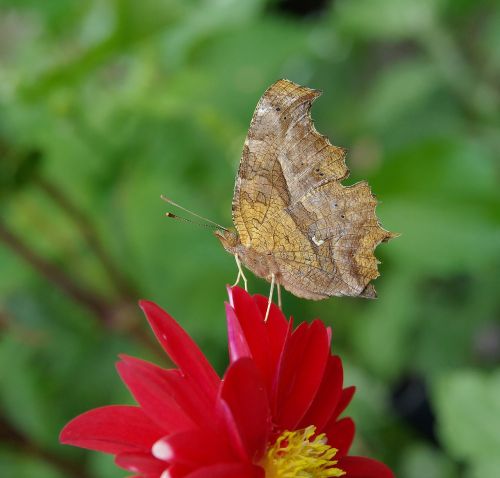 butterfly flower dahlia