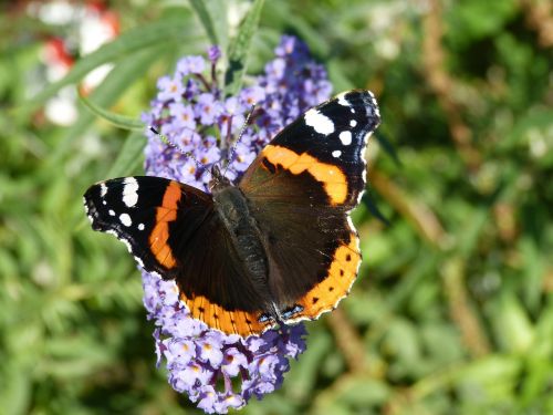 butterfly floriade flower