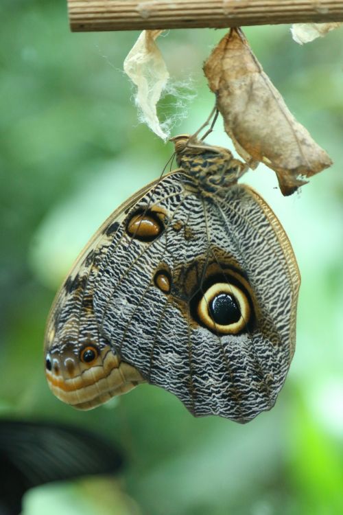 butterfly larva insect