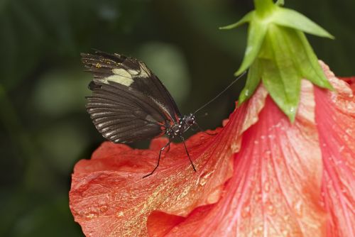 butterfly insect close