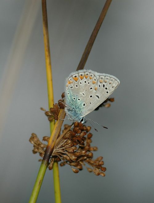 butterfly blue papillon