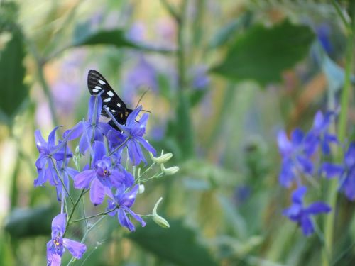 butterfly flower summer