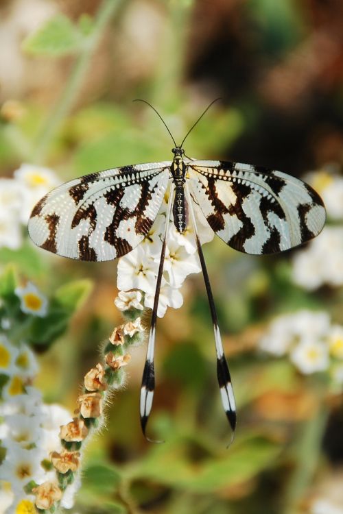 butterfly insect black