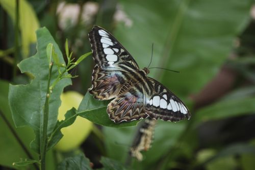 butterfly leaf wings