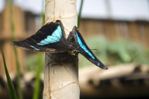 butterfly bug blue