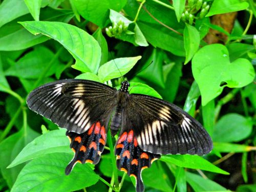 butterfly wild big